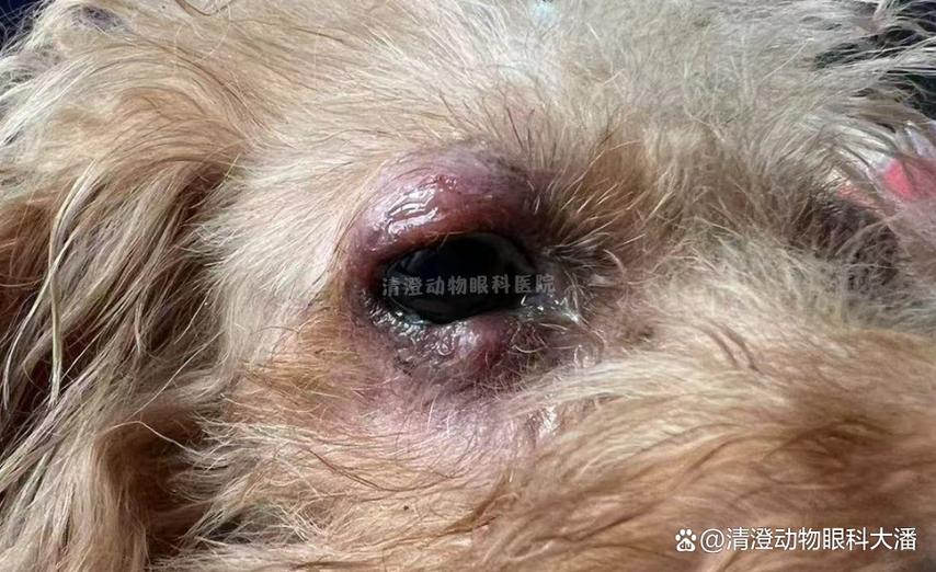 狗眼睛有一个疙瘩怎么回事缩略图