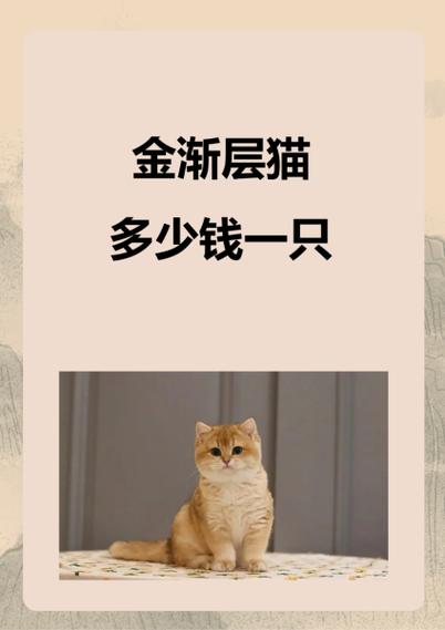 猫品种金渐层价格游戏截图