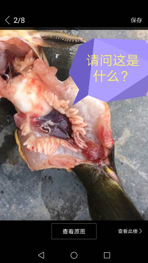 鱼肚子里的小鱼能吃吗游戏截图
