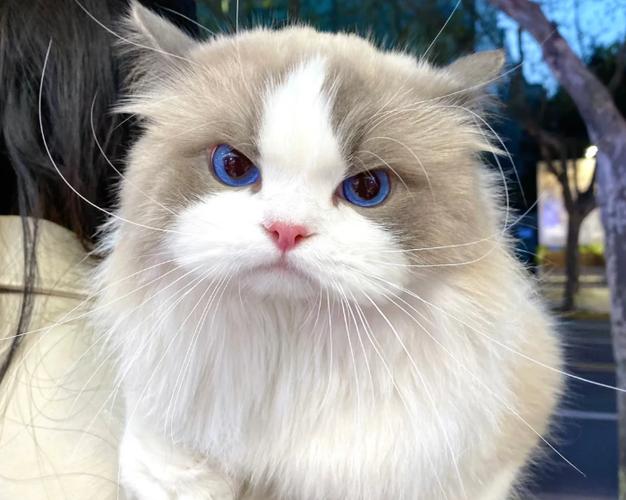 如何训练布偶猫乖巧游戏截图