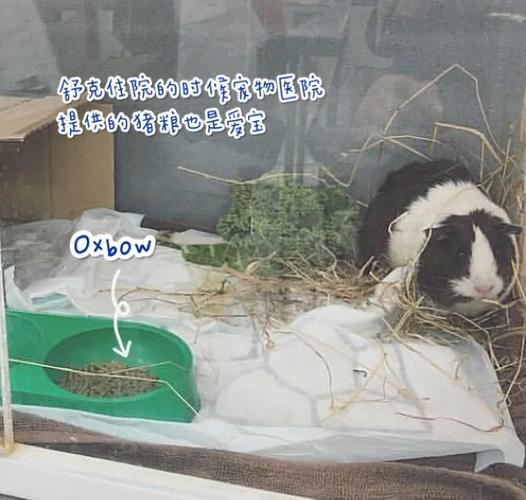 养豚鼠要注意什么缩略图