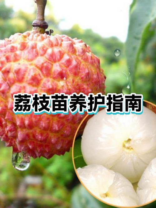 荔枝上喷水容易坏吗缩略图