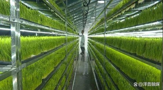 100平方水培牧草喂多少头牛缩略图