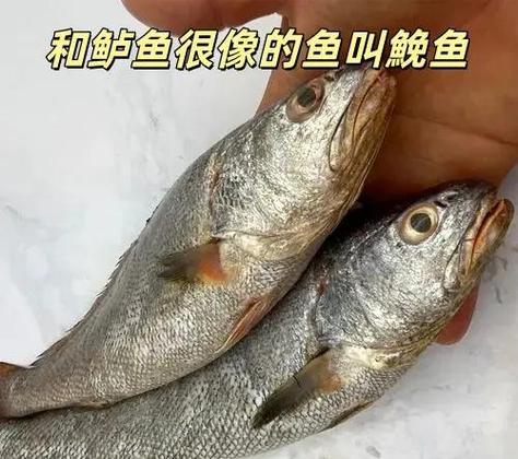 鮸鱼属于什么档次游戏截图