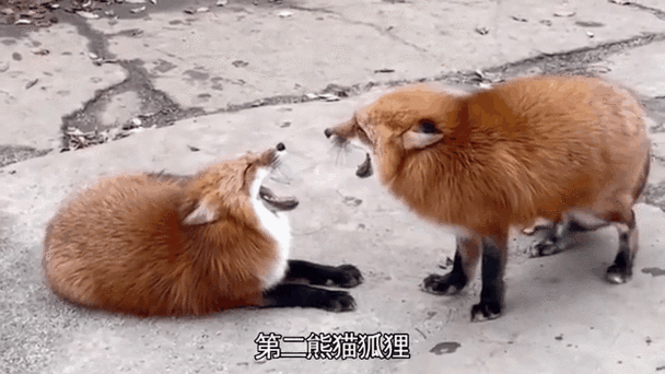 可以养狐狸做宠物吗缩略图