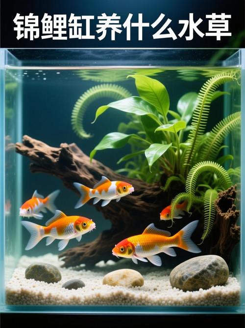适合锦鲤的水草缩略图