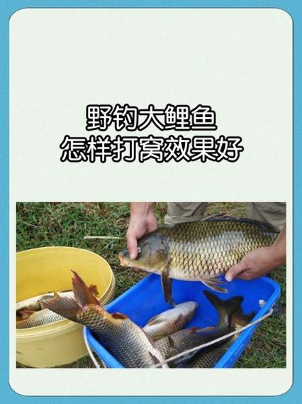 野钓鲤鱼打窝多久才能钓鱼缩略图