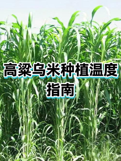 乌米哪里产的最好缩略图