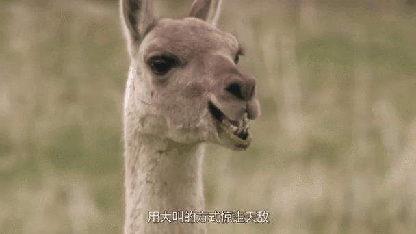 羊驼吐口水表情包gif缩略图