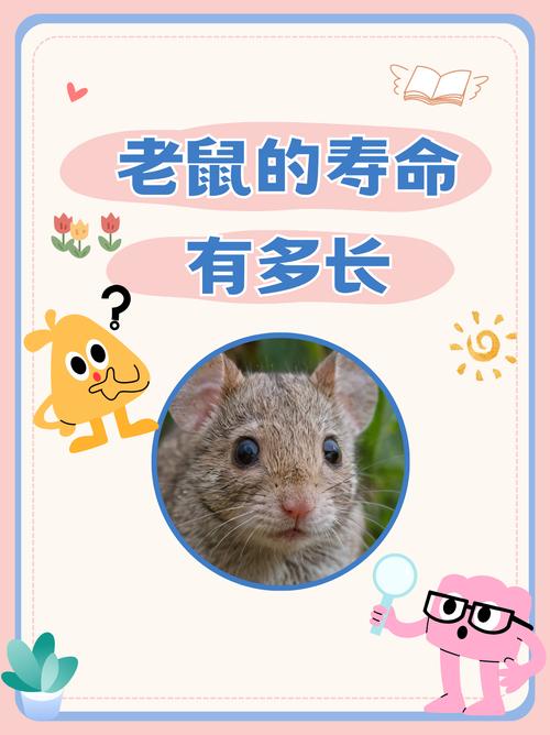 贴吧去广告精简版耗子缩略图