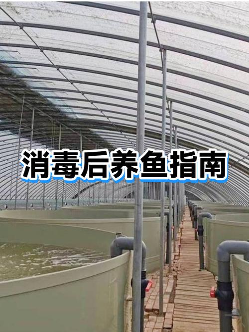 鱼缸可以养清道夫吗缩略图