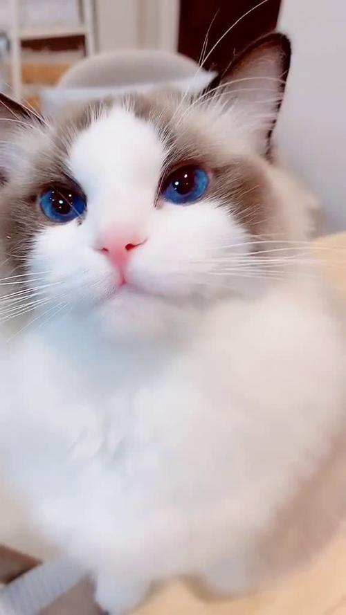 超美布偶猫缩略图