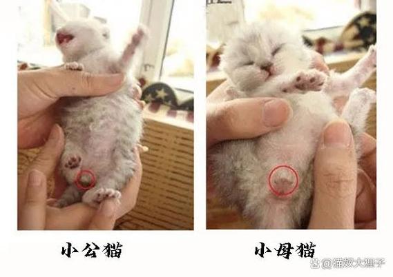 小猫像公猫还是母猫缩略图