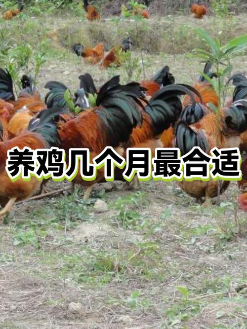 几月份开始养鸡最合适游戏截图