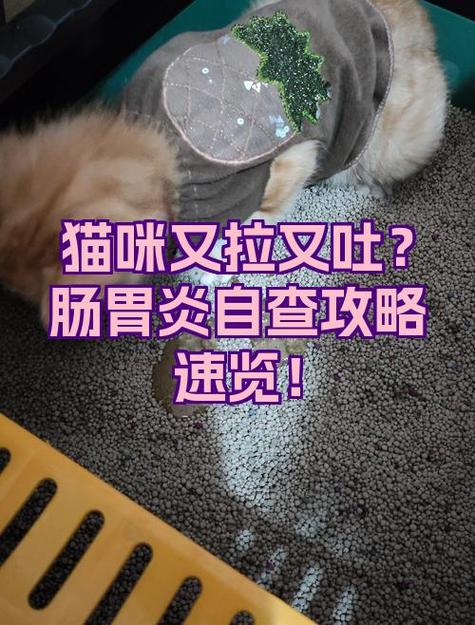 猫咪又吐又拉稀怎么办缩略图