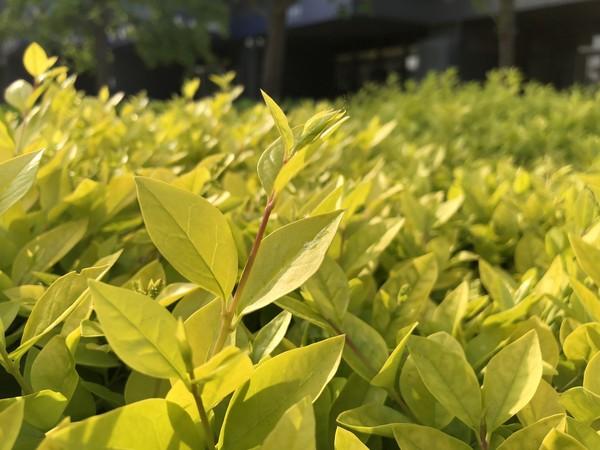苹果x拍照颜色偏暗缩略图