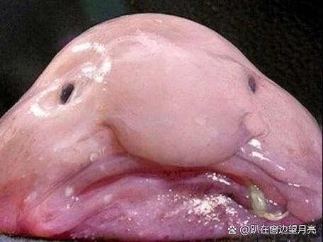什么鱼最丑缩略图