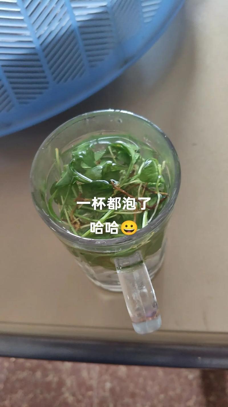 一支箭泡水喝有啥功效缩略图