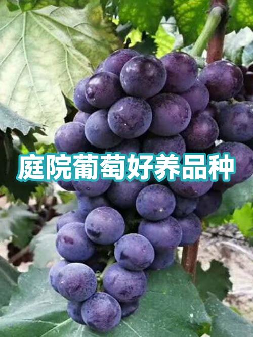 葡萄最好的三个品种游戏截图