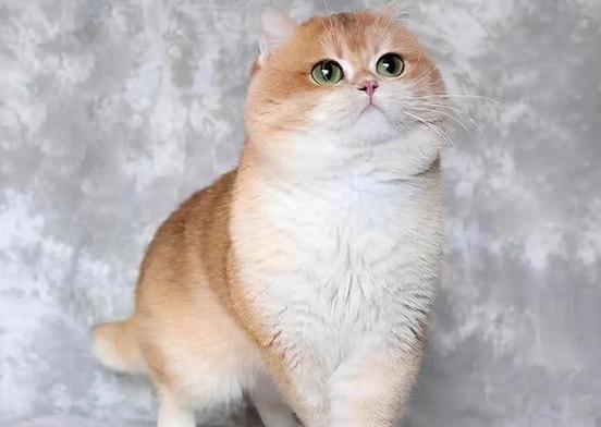 金点和金渐层猫咪哪个贵游戏截图