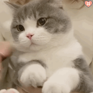 土豆表情包gif缩略图
