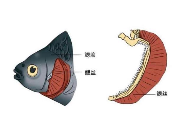 鱼鳃和鱼鳃的区别缩略图