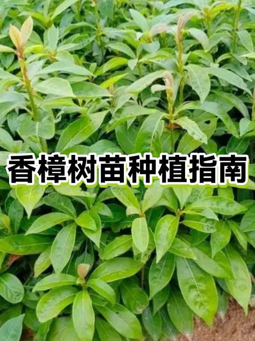 我的世界怎样让树苗长大缩略图