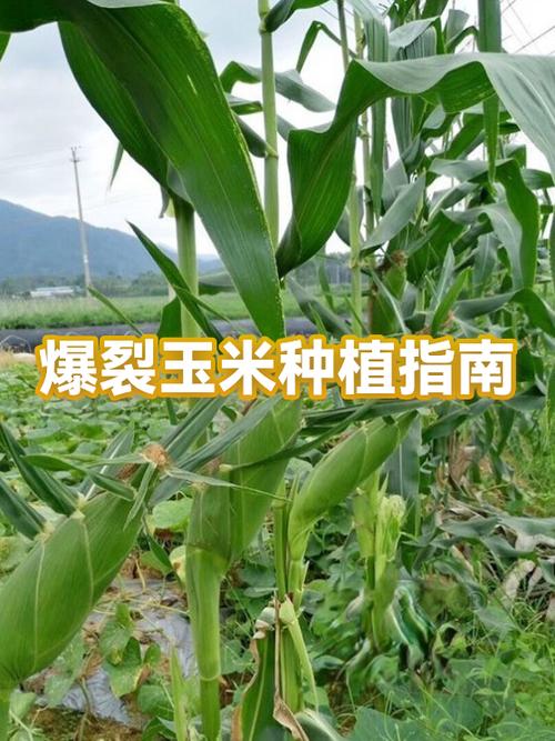 爆裂玉米能留种吗缩略图