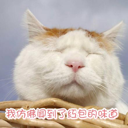 超级萌宠红包版缩略图