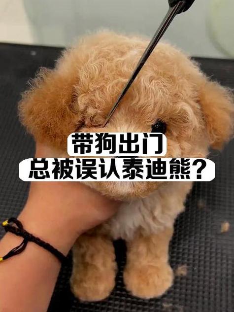 狗狗什么时候可以带出去缩略图