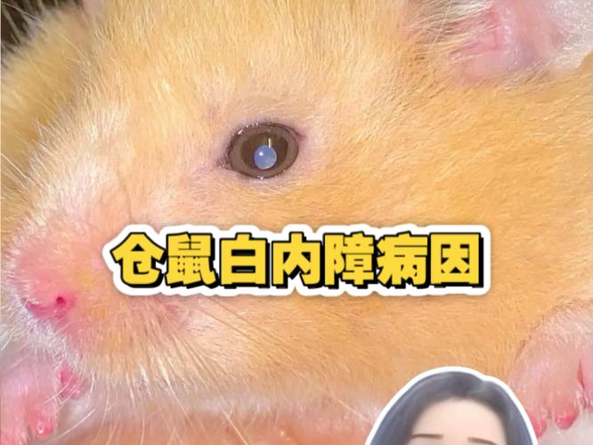 仓鼠眼睛流脓缩略图
