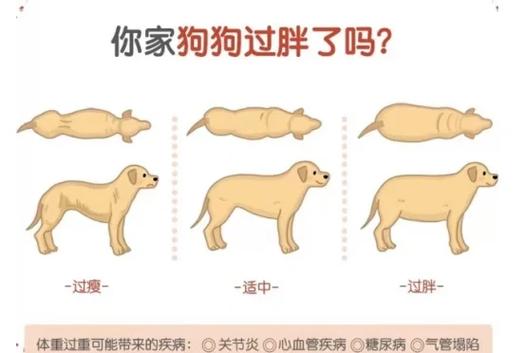 狗吃奶油会中毒吗缩略图