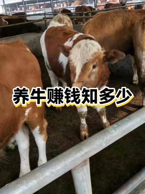 养牛挣钱缩略图