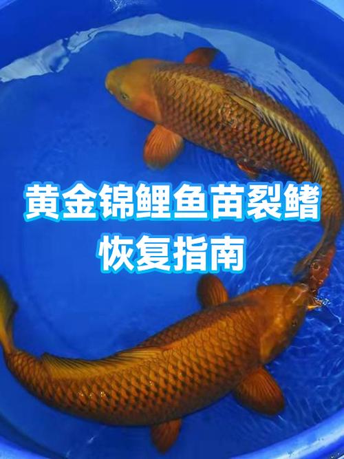 锦鲤鱼鳍再生缩略图