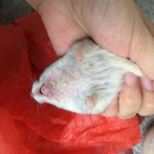 仓鼠身上秃了一块红色肉游戏截图