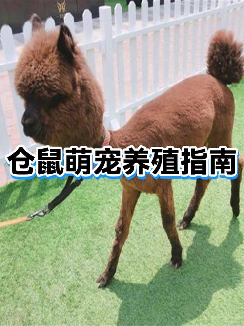 养殖场如何批量养仓鼠游戏截图