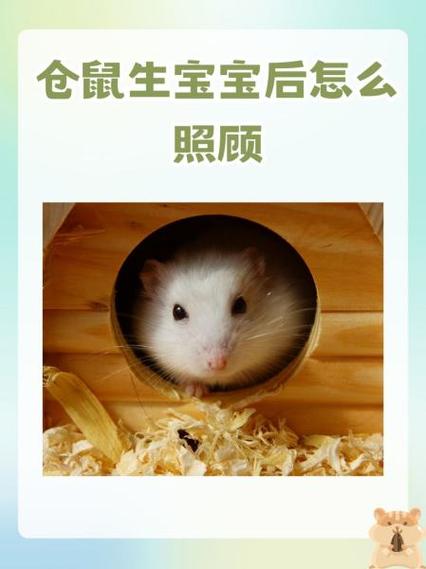仓鼠生宝宝了公鼠会照顾宝宝吗缩略图