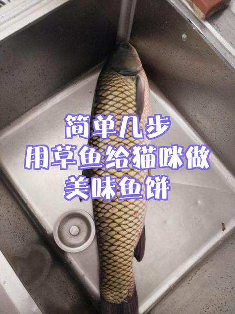 猫可以吃草鱼吗缩略图