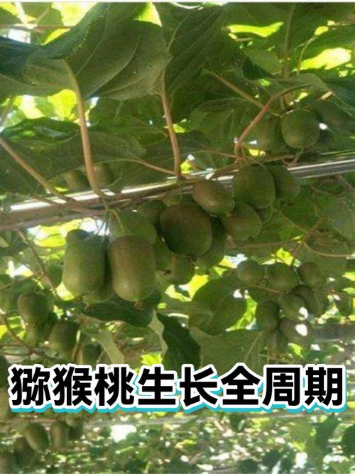 猕猴桃的生长环境条件缩略图