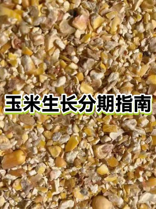 玉米分期app官方入口缩略图