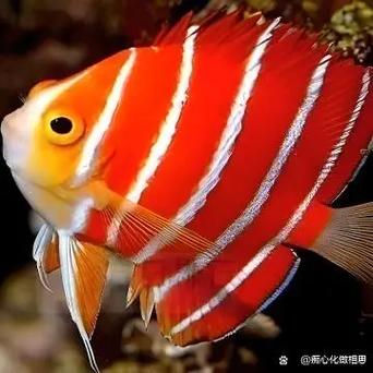 红仙画质修改器超广角缩略图