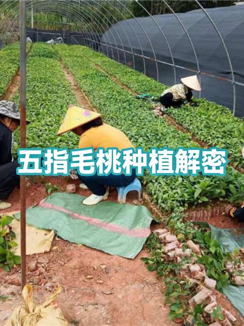 毛桃播种技术视频缩略图