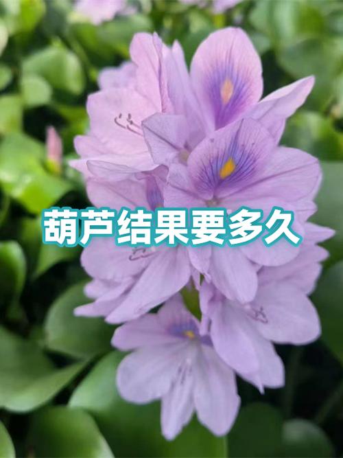 葫芦几月开始结果游戏截图
