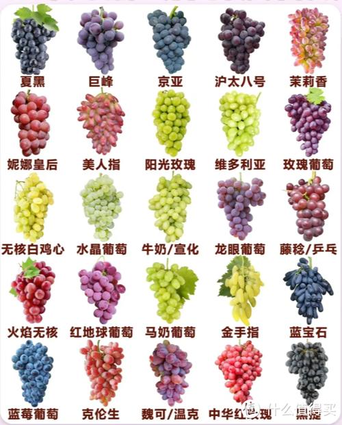 葡萄品种大全缩略图