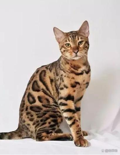 中国最贵猫第一名缩略图