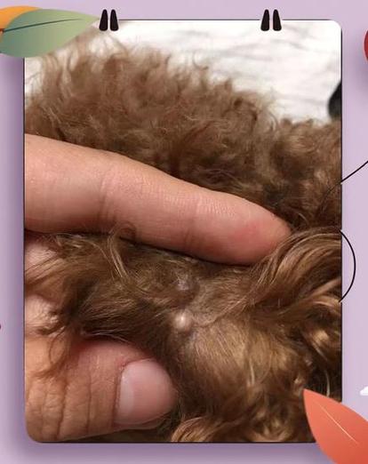 泰迪狗脚上长疙瘩图片游戏截图