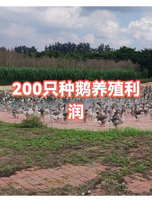 养殖鹅一只鹅的利润一年多少缩略图