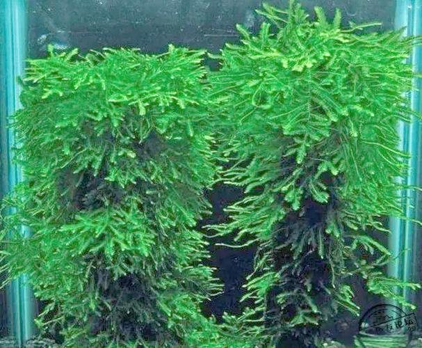常见50种水草缩略图