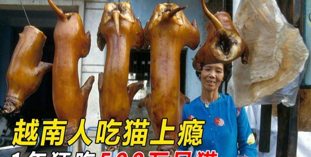 吃猫肉的下场缩略图