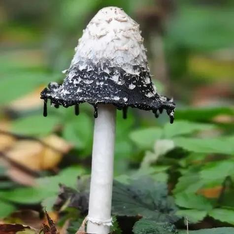 黑紫色的蘑菇是什么蘑菇缩略图